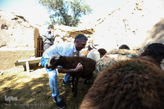 بازار گرم خرید قربانی در روز عید قربان