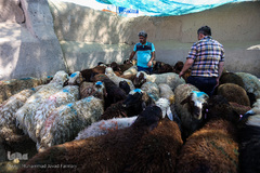 بازار گرم خرید قربانی در روز عید قربان