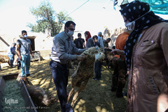 بازار گرم خرید قربانی در روز عید قربان