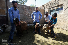 بازار گرم خرید قربانی در روز عید قربان
