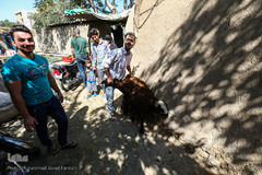 بازار گرم خرید قربانی در روز عید قربان