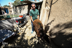 بازار گرم خرید قربانی در روز عید قربان