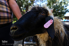 بازار گرم خرید قربانی در روز عید قربان