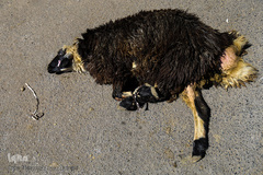 بازار گرم خرید قربانی در روز عید قربان