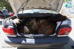 بازار گرم خرید قربانی در روز عید قربان