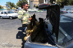 بازار گرم خرید قربانی در روز عید قربان