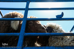 بازار گرم خرید قربانی در روز عید قربان