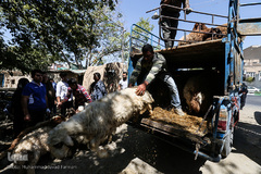 بازار گرم خرید قربانی در روز عید قربان