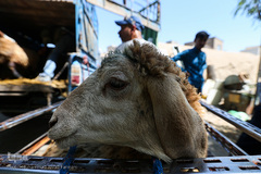 بازار گرم خرید قربانی در روز عید قربان