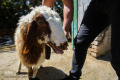 بازار گرم خرید قربانی در روز عید قربان