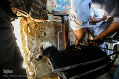 بازار گرم خرید قربانی در روز عید قربان