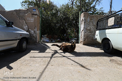 بازار گرم خرید قربانی در روز عید قربان