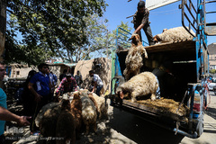 بازار گرم خرید قربانی در روز عید قربان