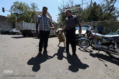 بازار گرم خرید قربانی در روز عید قربان