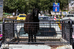 بازار گرم خرید قربانی در روز عید قربان
