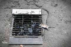 دفن فرهنگ زیر زباله های شهر