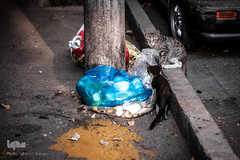 دفن فرهنگ زیر زباله های شهر