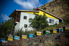 کندوهای عسل