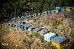 کندوهای عسل