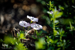 جمع آوری شهد گل ها توسط زنبور عسل