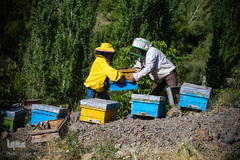 بررسی کندوهای عسل توسط زنبوردار