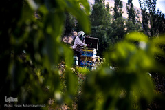 بررسی کندوهای عسل توسط زنبوردار