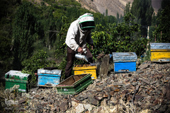 بررسی کندوهای عسل توسط زنبوردار