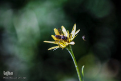 جمع آوری شهد گل ها توسط زنبور عسل