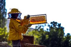 بررسی کندوهای عسل توسط زنبوردار