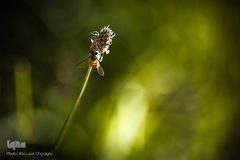 جمع آوری شهد گل ها توسط زنبور عسل