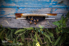 محل ورود و خروج زنبورهای کارگر به کندو