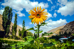 جمع آوری شهد گل ها توسط زنبور عسل