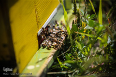 محل ورود و خروج زنبورهای کارگر به کندو