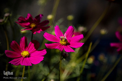 جمع آوری شهد گل ها توسط زنبور عسل