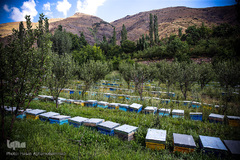 کندوهای عسل