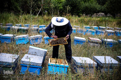 بررسی قاب های پر از عسل توسط زنبوردار