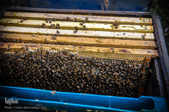 زنبورهای کارگر در قاب های عسل 