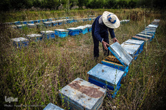 بررسی کندوهای عسل توسط زنبوردار
