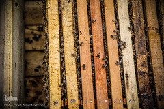 زنبورهای کارگر در قاب های عسل 