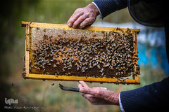 بررسی قاب های پر از عسل توسط زنبوردار