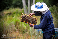 بررسی قاب های پر از عسل توسط زنبوردار