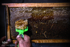 خالی کردن قاب های پر از عسل توسط زنبورداران