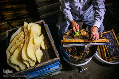 خالی کردن قاب های پر از عسل توسط زنبورداران