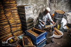 خالی کردن قاب های پر از عسل توسط زنبورداران