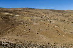 زندگی عشایری