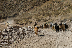 عمده ی کار مردان عشایر دام داری است 