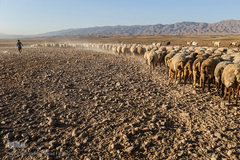 نوجوانان عشایر در دامداری به پدرانشان کمک میکنند تا این کار را خوب بیاموزند