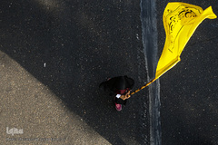 راهپیمایی جاماندگان اربعین