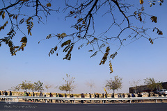 زائران پیاده امام رضا (ع)