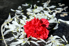 مراسم غبارروبی مزار شهداء بهشت زهرای تهران در هفته بسیج